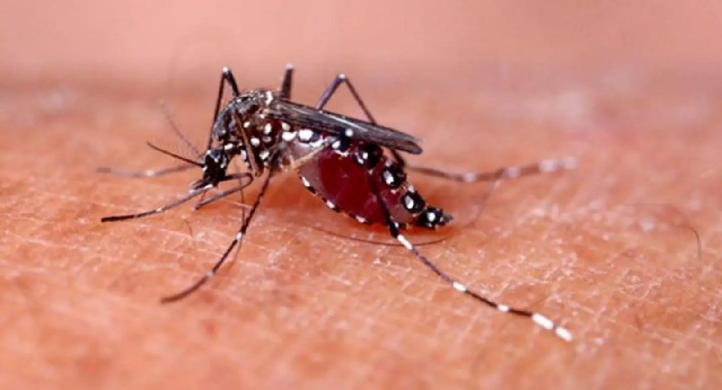 Ubon Ratchathani sets up dengue task force Ubon Ratchathani sets up dengue task force