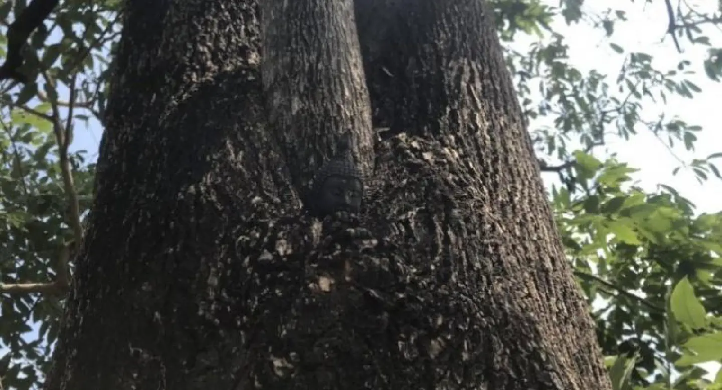 BMA appeals for trees for green Bangkok project