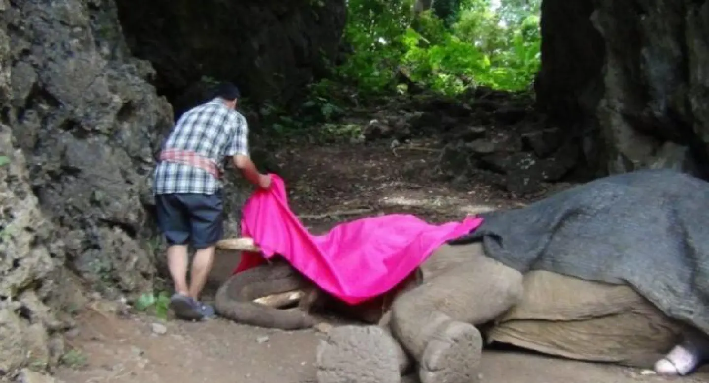 Popular Krabi elephant dies aged 48
