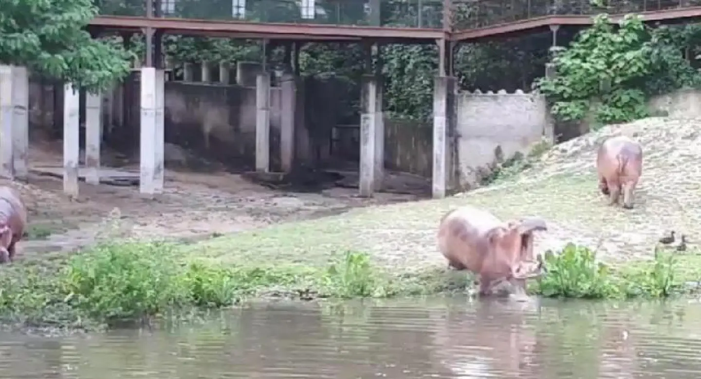 Watch : Splashing hippos spread joy on Twitter 