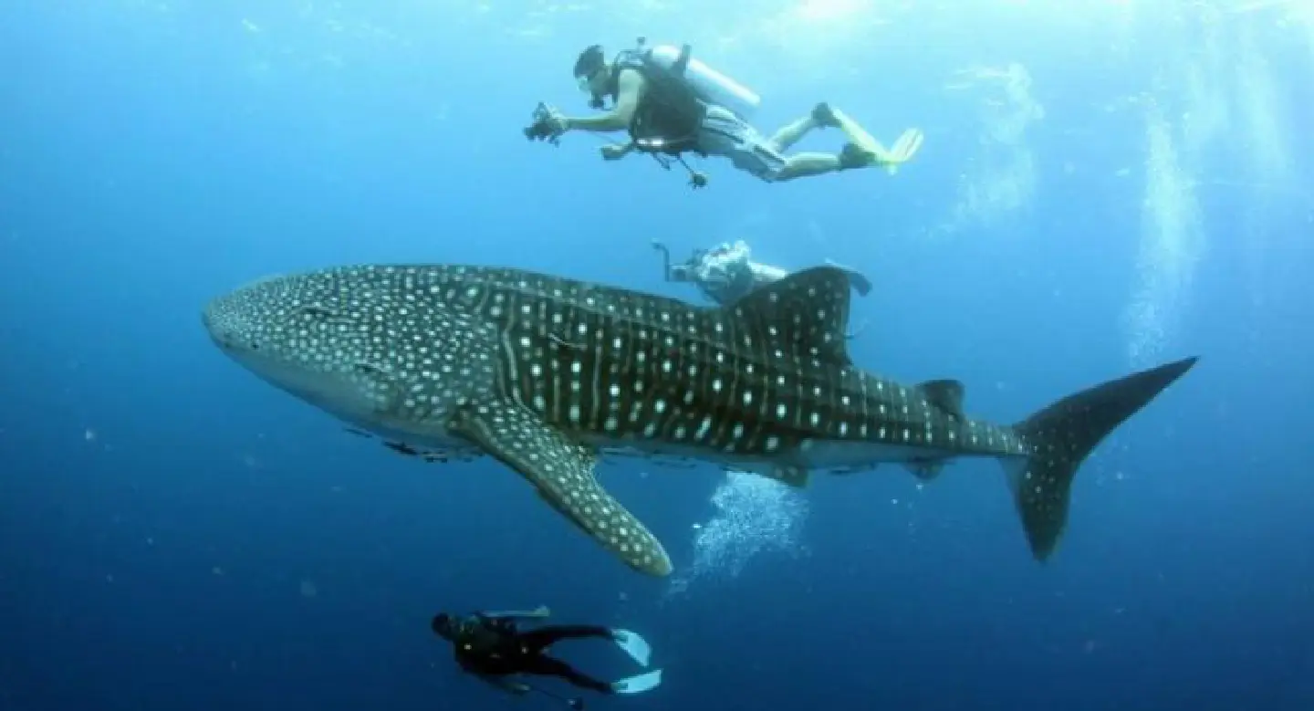 New law to protect four species