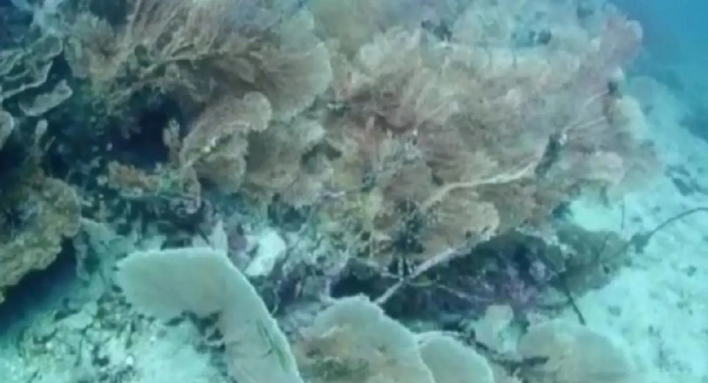 Worry over corals bleaching off Koh Phi Phi Worry over corals bleaching off Koh Phi Phi