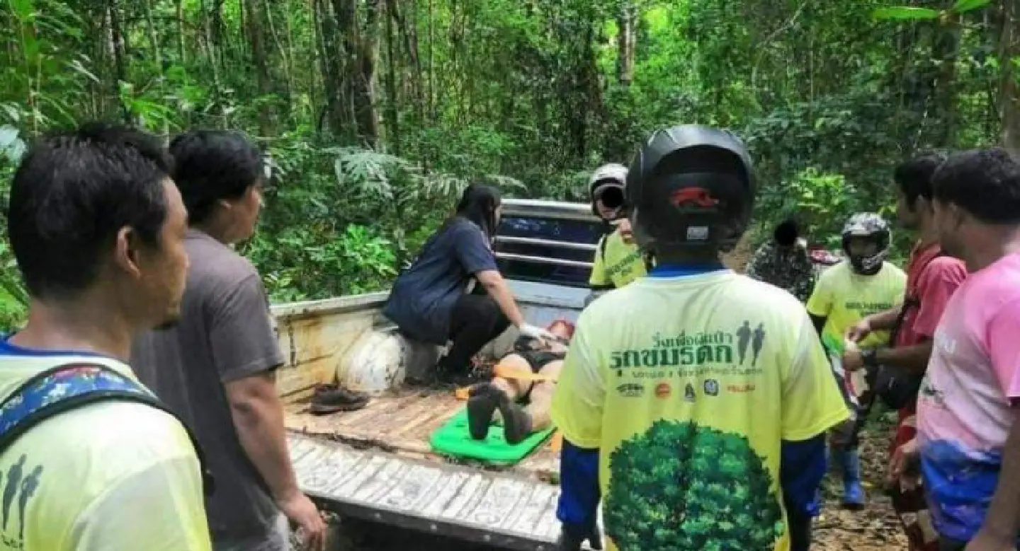 Close encounters of the pachyderm kind