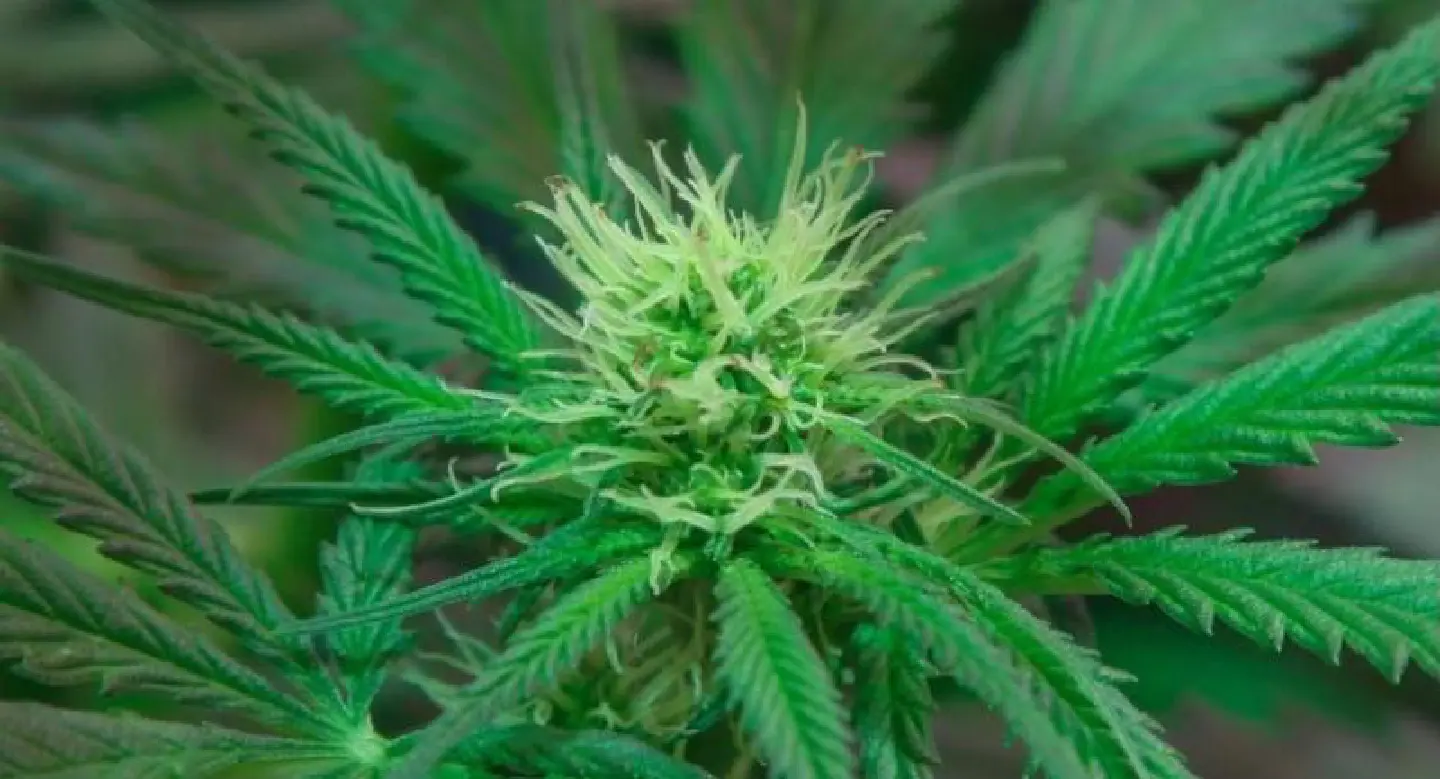 Cannabis can boost economy and health but caution needed, experts tell conference Cannabis can boost economy and health but caution needed, experts tell conference