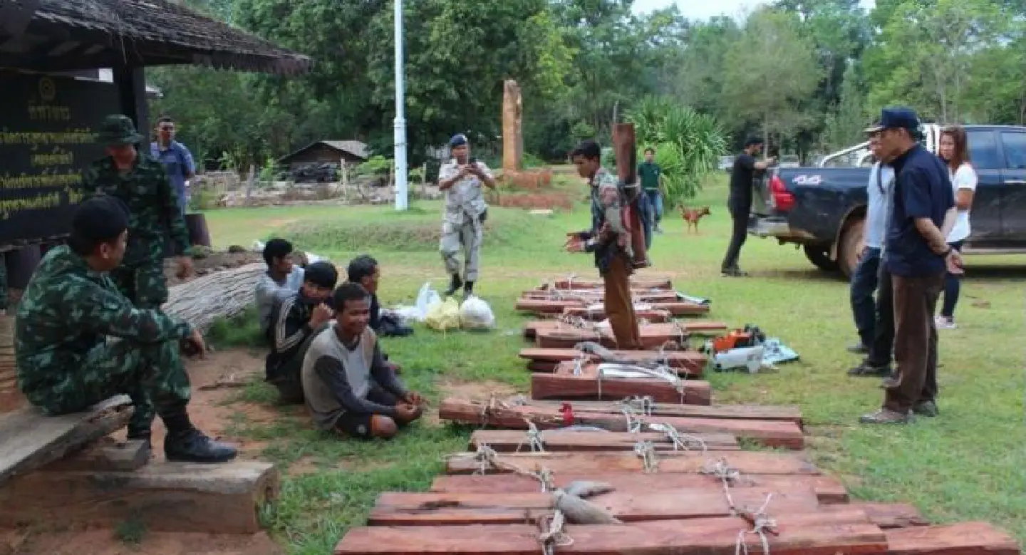 Cambodians arrested with Siamese rosewood in Korat forest