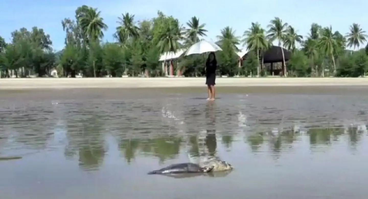 Rotting porpoise found on Prachuap Khiri Khan beach