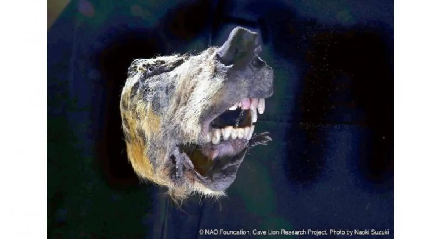 30,000-year-old ‘cave lion’ found in Siberian permafrost