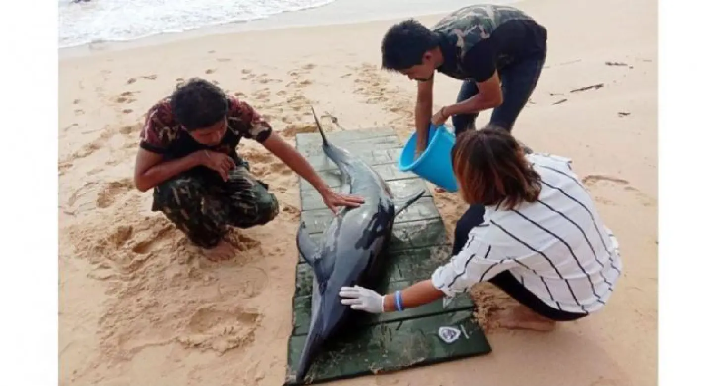 Injured dolphin rescued off Phang-na