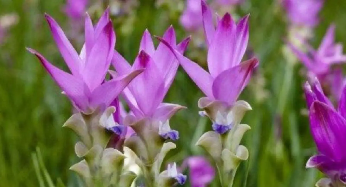 Pretty in pink: The Chaiyaphum Dok Krachiao Blooming Festival