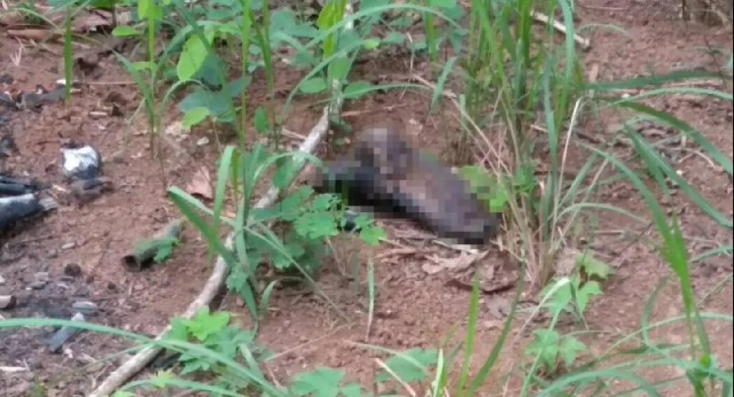 Burnt corpse found in Chiang Rai forest