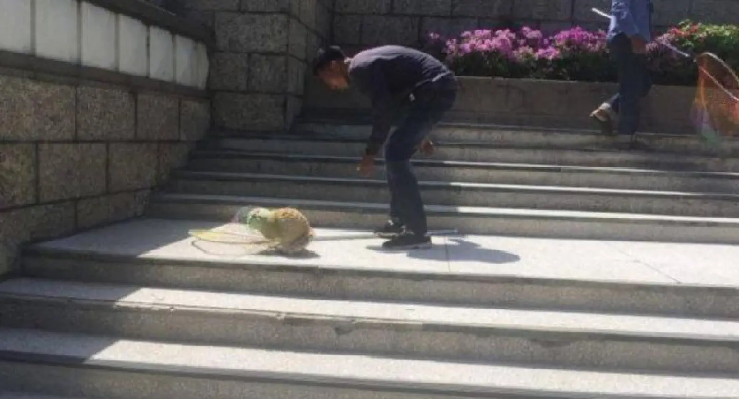 Ten stray cats rounded up at Victory Monument