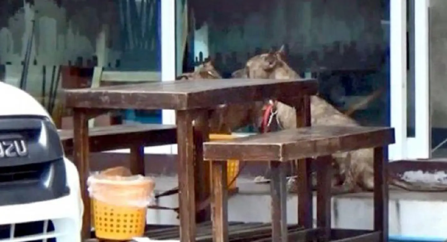 Chiang Mai restaurant offers Bt3,000 in compensation after dog attacks boy