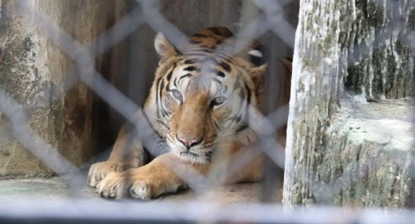 Investigation into chaining, alleged drugging of tiger at Phuket Zoo Investigation into chaining, alleged drugging of tiger at Phuket Zoo