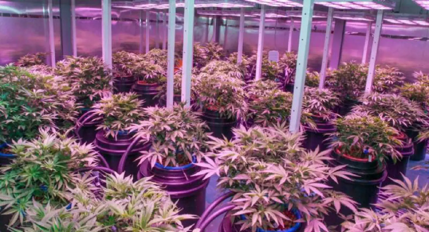 Panel to study use of marijuana on mental health patients