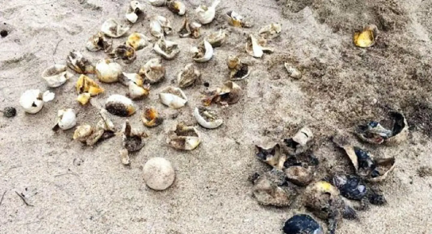 Locals want advice on releasing hatchlings after sea turtle eggs found rotten Locals want advice on releasing hatchlings after sea turtle eggs found rotten