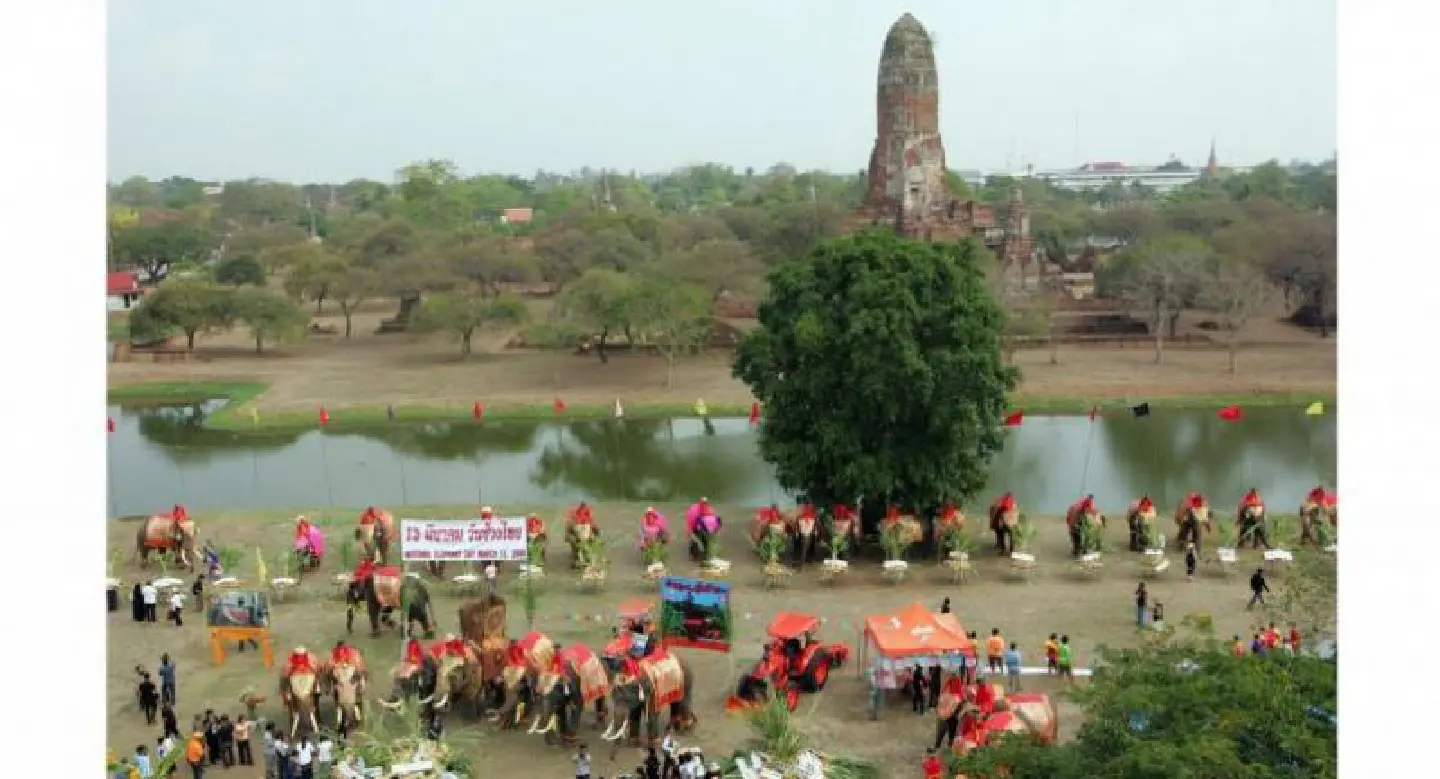 Elephant ride business given 30 days to leave Ayutthaya Historical Park Elephant ride business given 30 days to leave Ayutthaya Historical Park