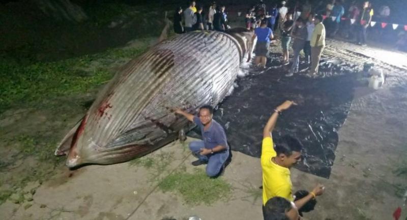 Dead Bryde's whale spurs eco-tourism museum plan