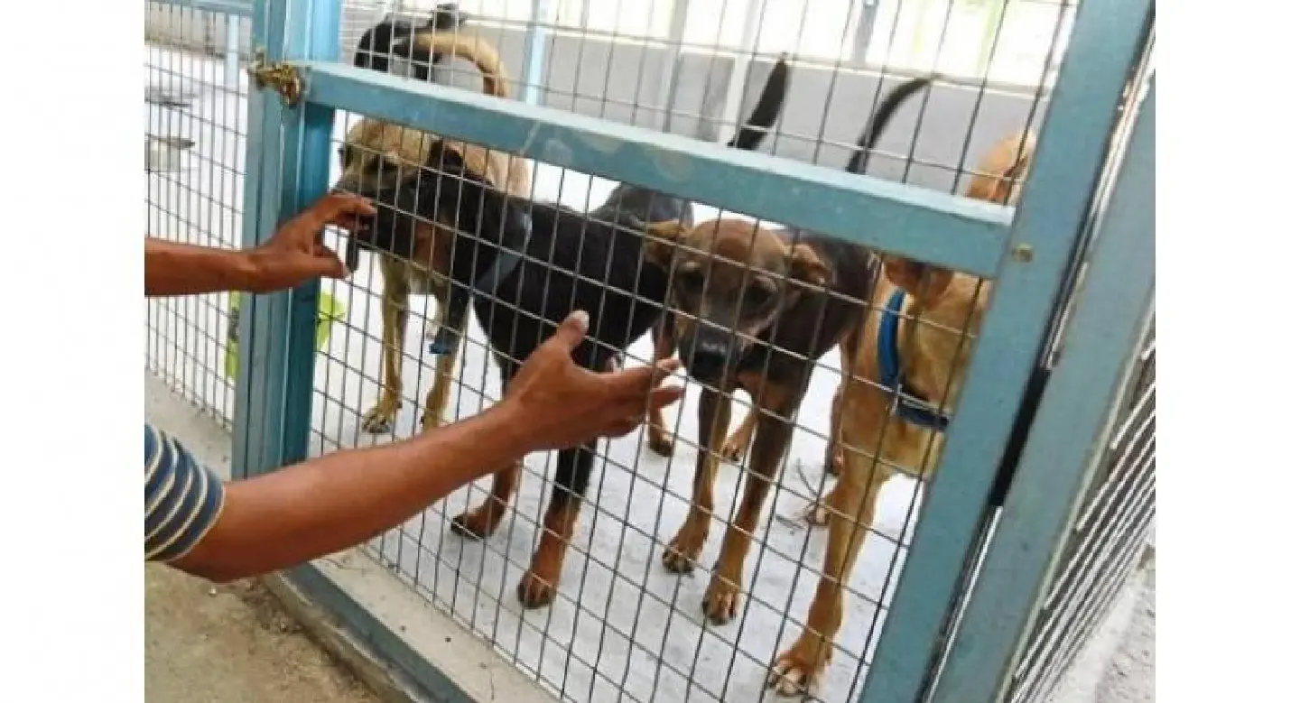 ‘Ruff’ start for animal shelter