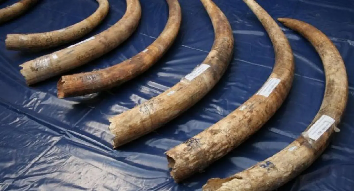 Asean embarks on collaborative effort to combat the menace of wildlife trafficking