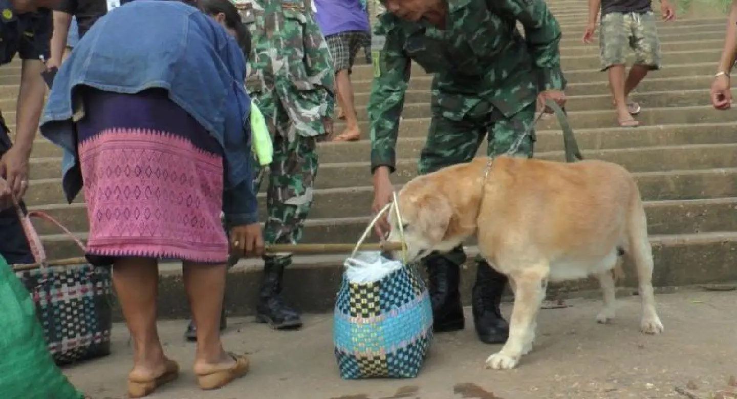 Truck spraying stepped up to prevent swine fever from entering from Laos