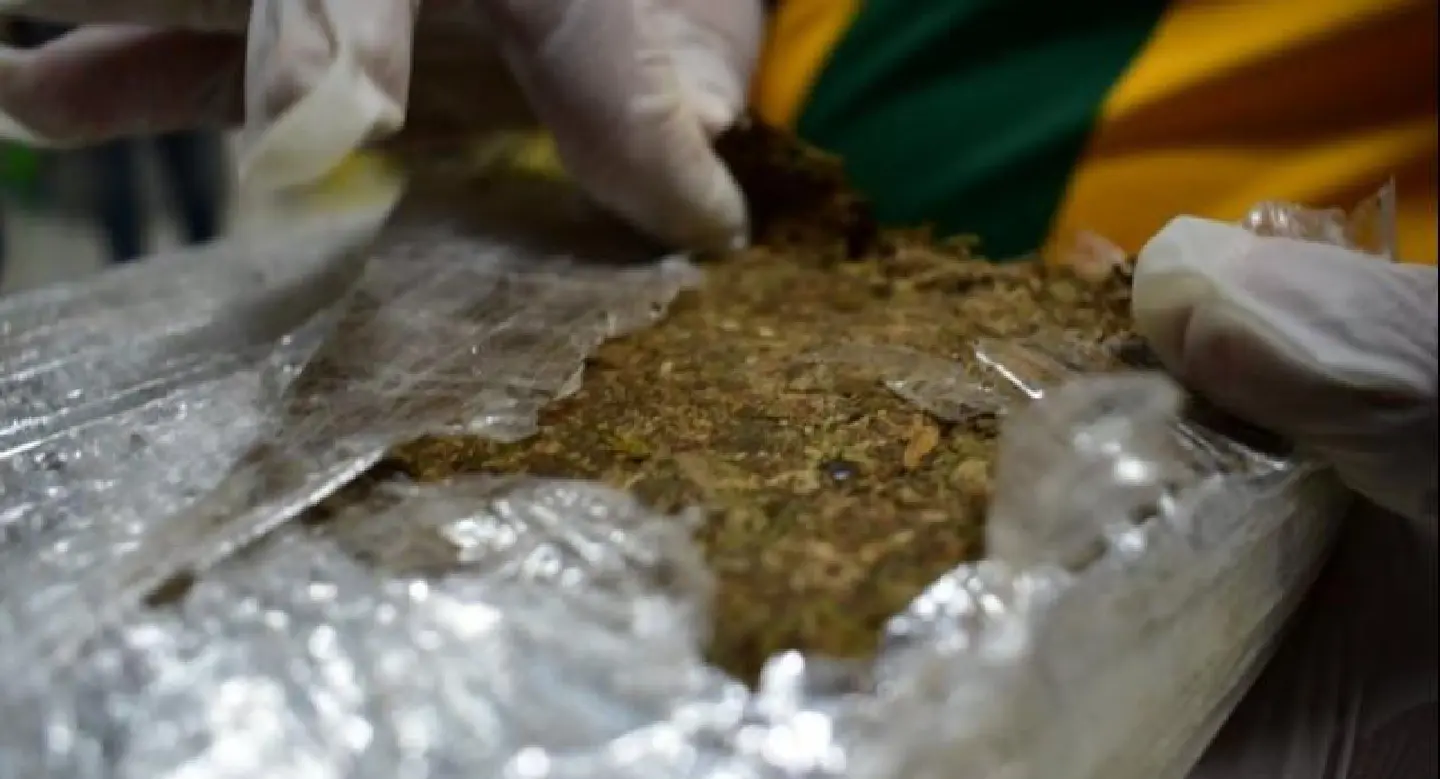 Four nabbed, 572kg of marijuana seized in Phatthalung