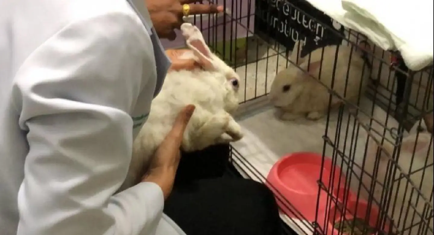 Dozens of rabbits dumped on Songkhla beach