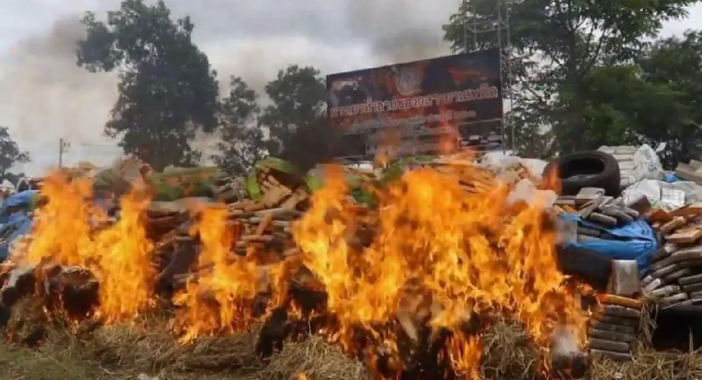 8 tonnes of marijuana burned in Nakhon Phanom 8 tonnes of marijuana burned in Nakhon Phanom