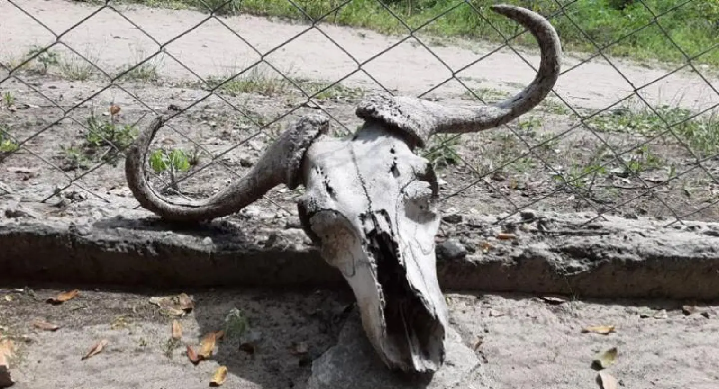 Paper on climate change warns of end to human civilisation