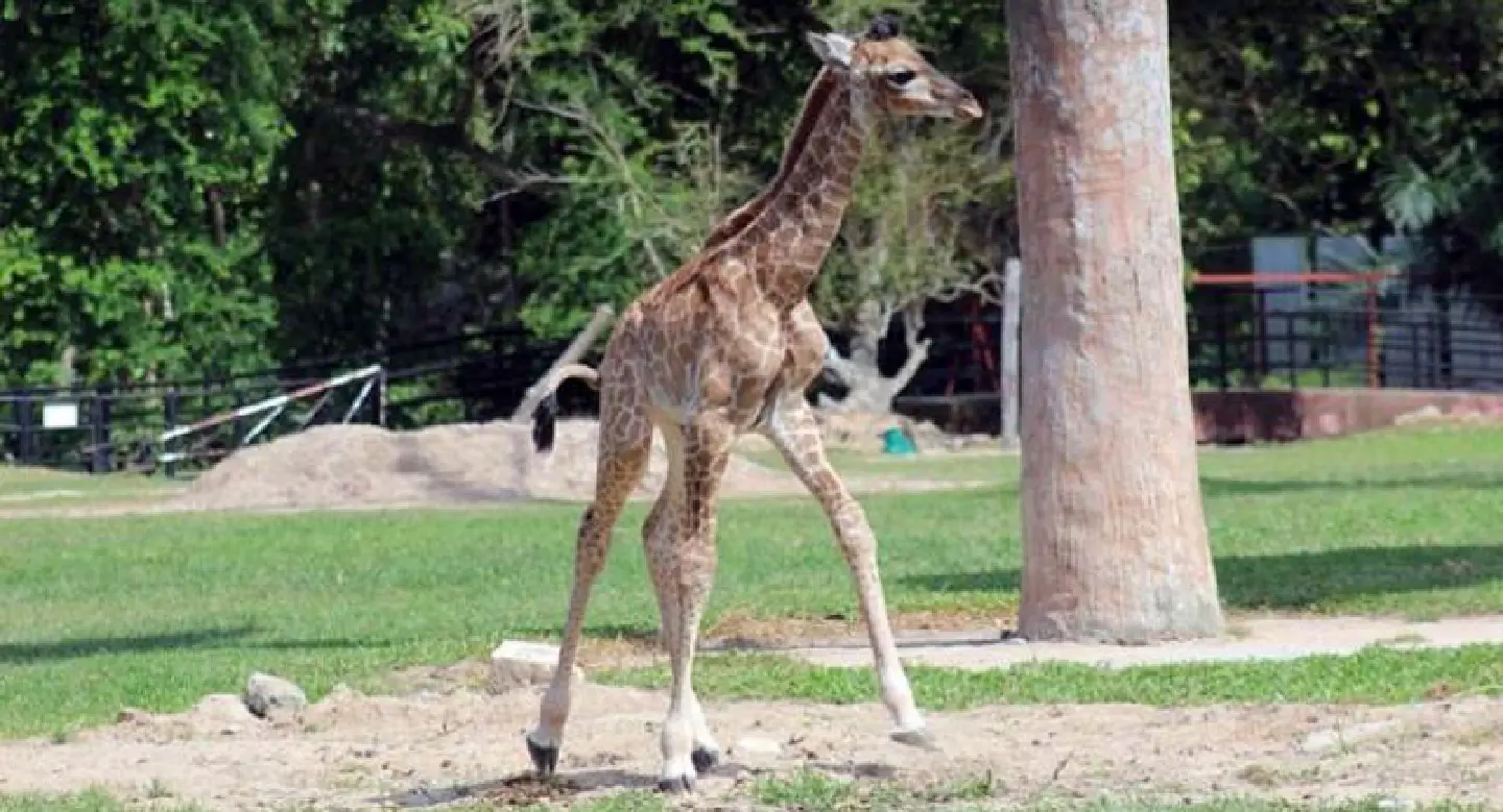 Baby giraffe makes first public appearance