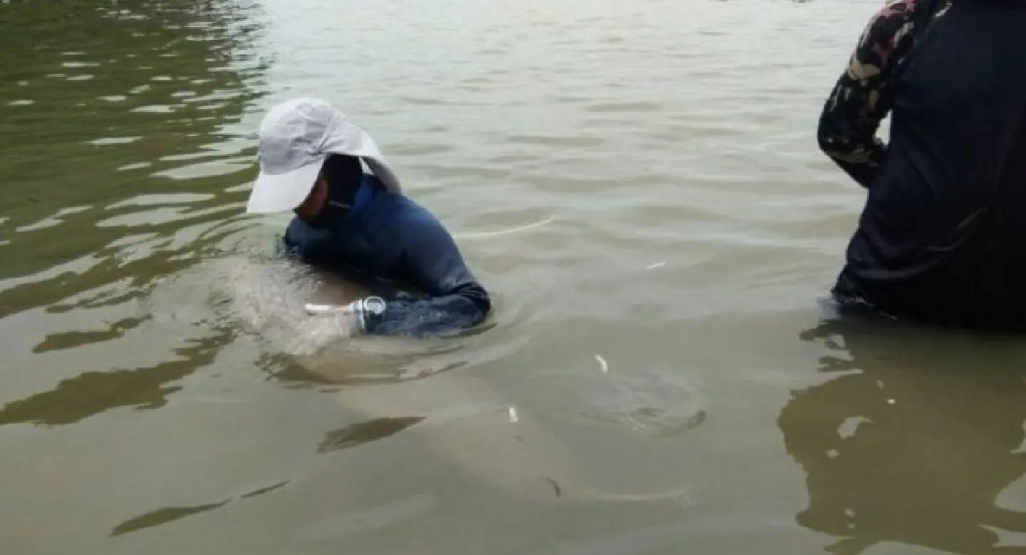 Baby dugong capturing Thai hearts set for live feed