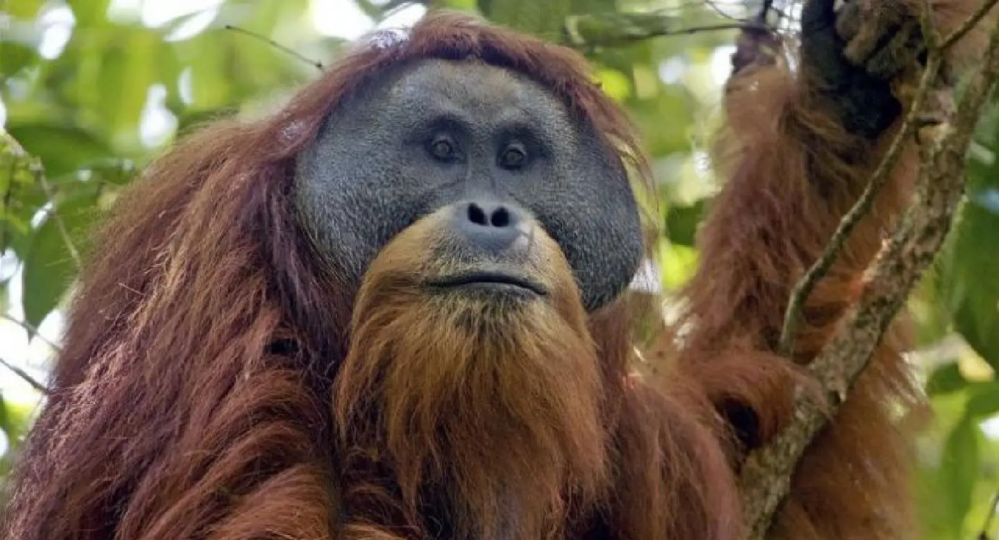 TNI foil alleged sale of protected primates worth Rp 1.42b TNI foil alleged sale of protected primates worth Rp 1.42b
