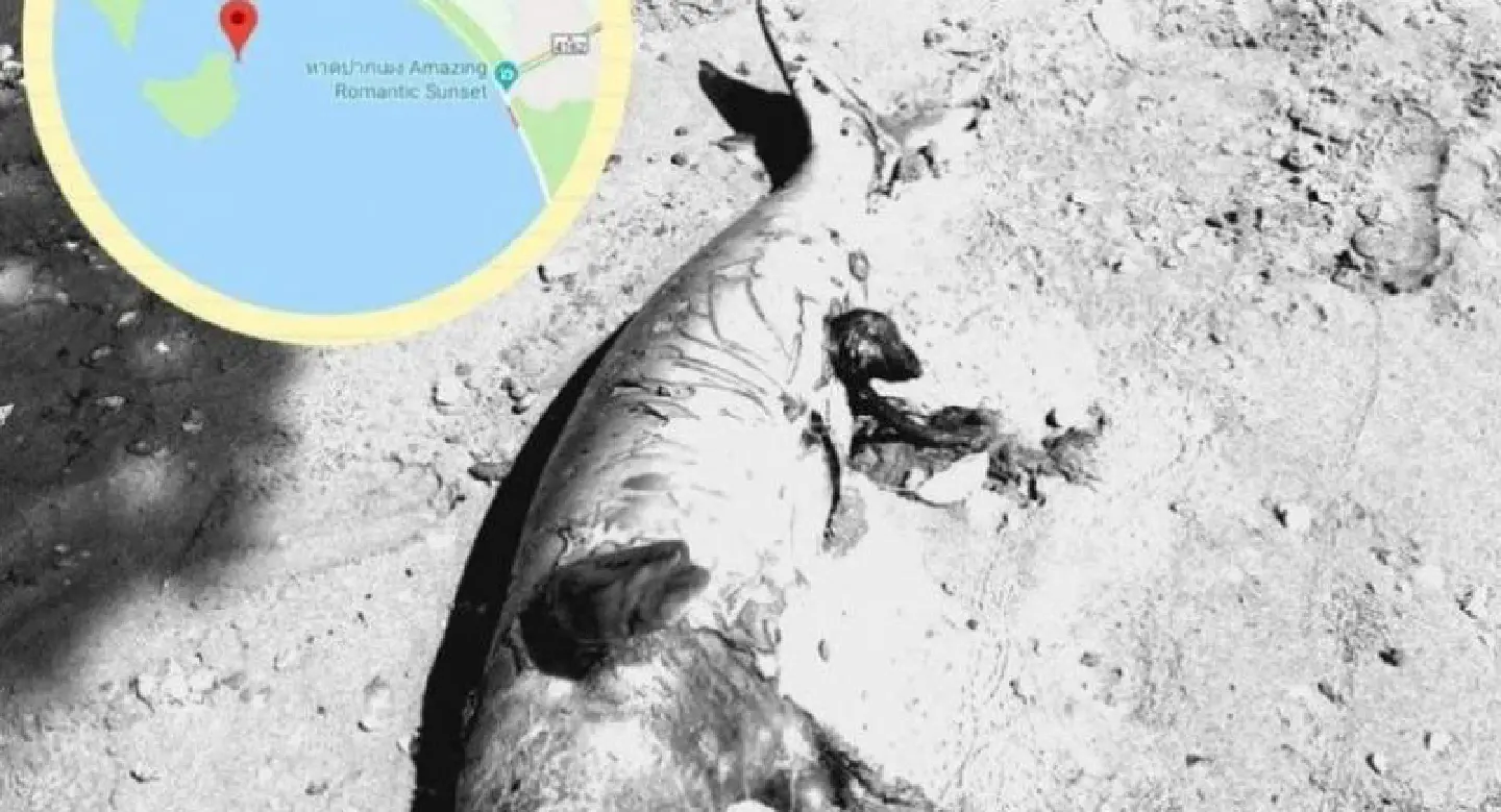 This baby dugong didn’t make it This baby dugong didn’t make it