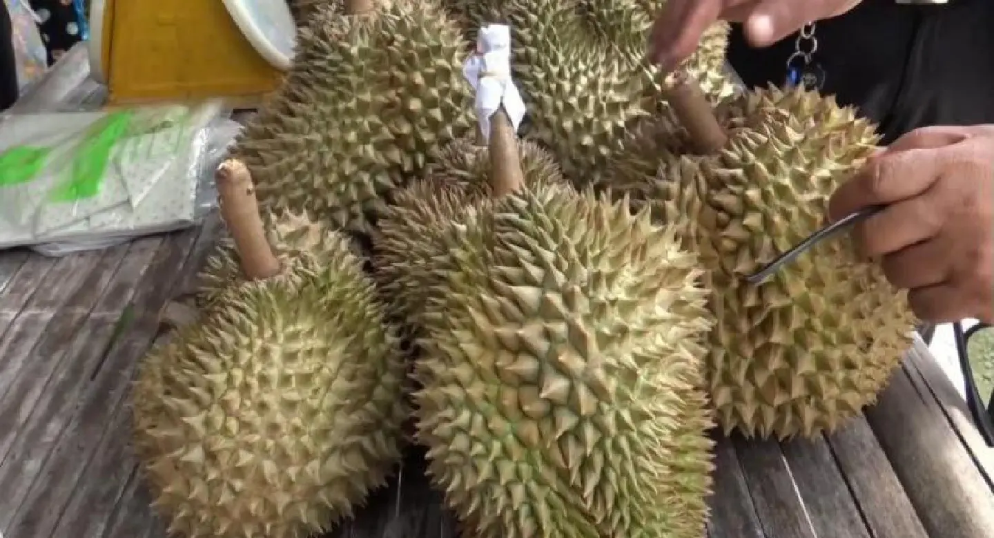 Durian fair boosts Si Sa Ket's economy Durian fair boosts Si Sa Ket's economy