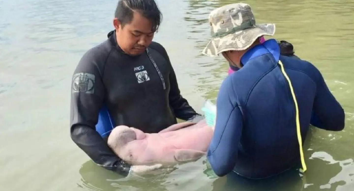 Mariam nibbles on seagrass as ‘nannies’ help her learn dugong ways
