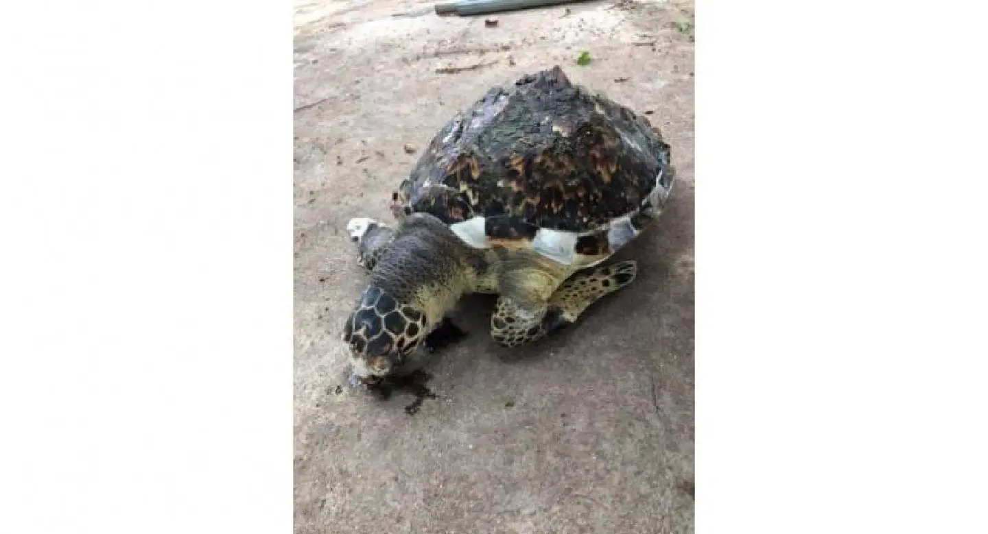 Another hawksbill turtle killed by ocean-borne plastic waste in Thailand