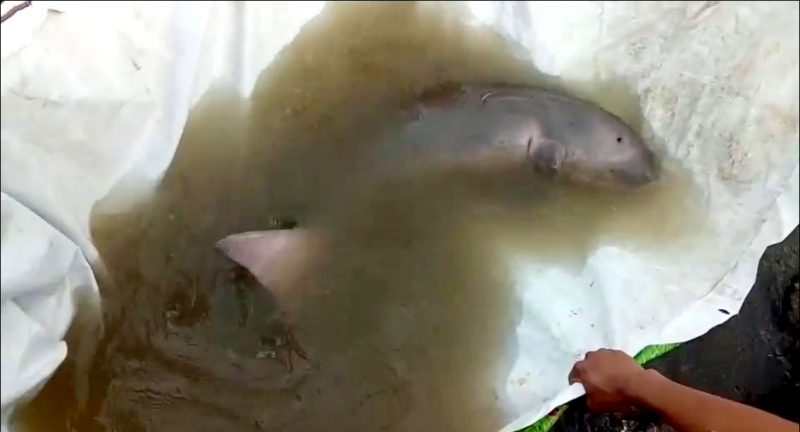 Beached dugong rescued in Krabi Beached dugong rescued in Krabi
