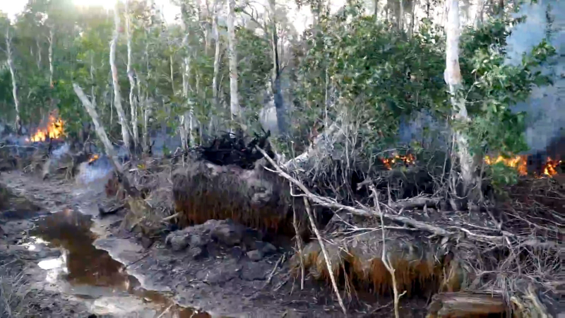 Chumphon peat forest hit by fire Chumphon peat forest hit by fire