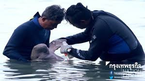 Mariam learns about low tides, learns to graze on seagrass Mariam learns about low tides, learns to graze on seagrass