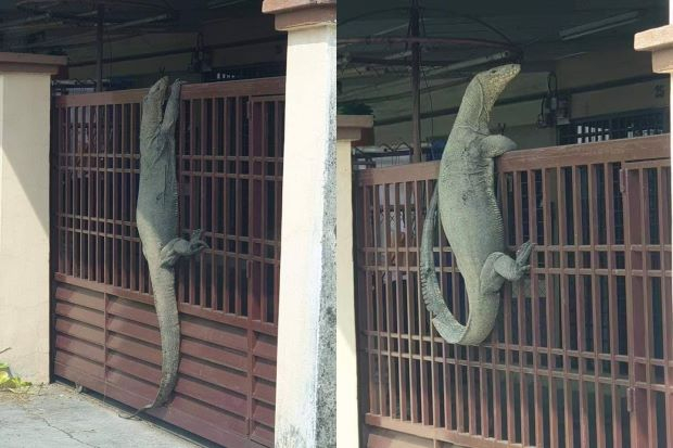Exco: No, Melaka is not besieged by 'Godzilla' monitor lizards Exco: No, Melaka is not besieged by 'Godzilla' monitor lizards