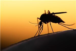 Health Ministry recruits Wolbachia-infected mosquitoes in fight against dengue Health Ministry recruits Wolbachia-infected mosquitoes in fight against dengue