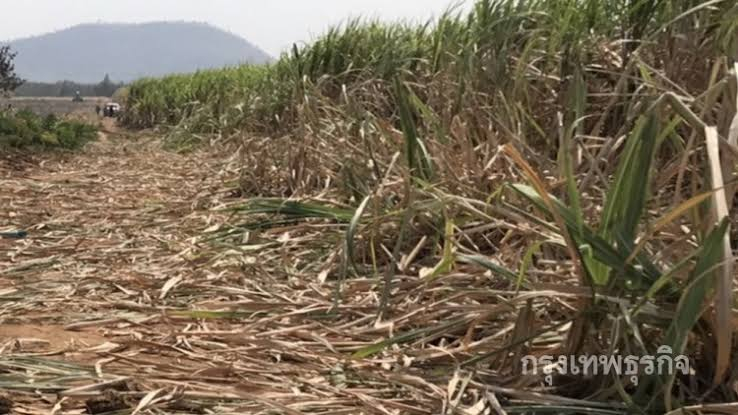 New sugar cane bill to be submitted for Cabinet approval New sugar cane bill to be submitted for Cabinet approval