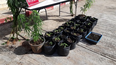 Man nabbed for growing marijuana has no idea where ‘ice’ came from Man nabbed for growing marijuana has no idea where ‘ice’ came from