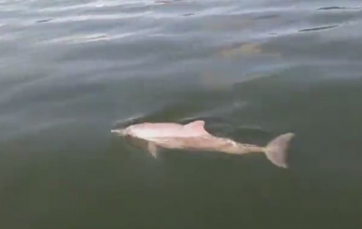 Bottlenose dolphin sighted near Phang Nga Bay Bottlenose dolphin sighted near Phang Nga Bay