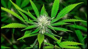 Marijuana cannot cure disease, Prayut warns Marijuana cannot cure disease, Prayut warns