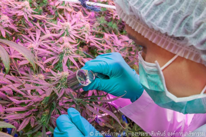 First batch of medical marijuana oil on its way First batch of medical marijuana oil on its way