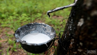 Para-rubber to be used to pave roads: Premier Para-rubber to be used to pave roads: Premier