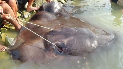 Ratchaburi ethanol factory has to pay Bt5.78m for killing stingrays Ratchaburi ethanol factory has to pay Bt5.78m for killing stingrays