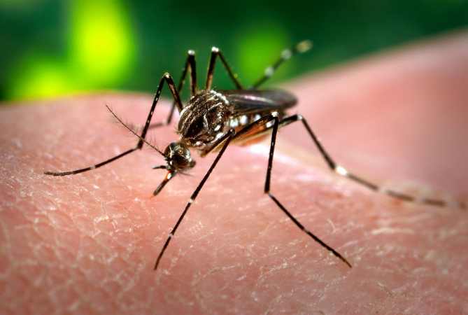 Public cooperation sought to contain worrying dengue outbreak Public cooperation sought to contain worrying dengue outbreak