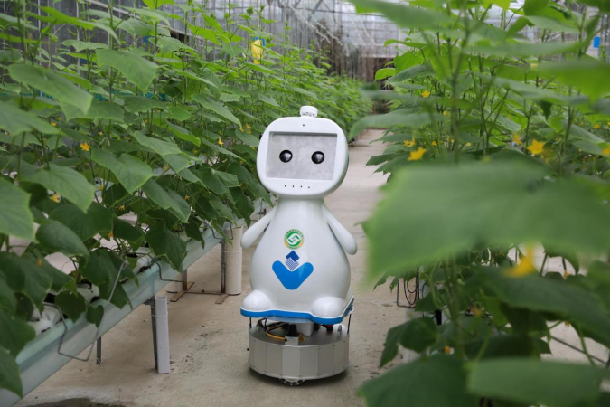 A farming robot moves in between two rows of plants in a greenhouse in Fuzhou, capital of Fujian province. [Photo provided to China Daily]