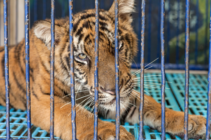 Stop big cat exploitation now! Stop big cat exploitation now!